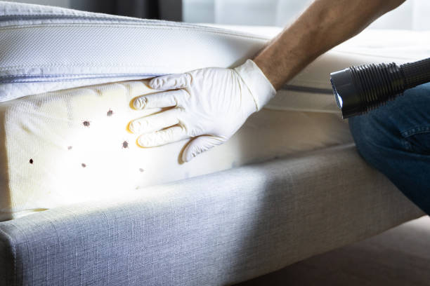 Wasp Removal Services in Spring Valley Lake, CA