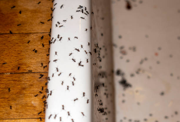 Best Local Pest Control Services  in Spring Valley Lake, CA