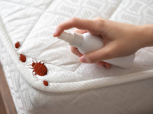 Best Emergency Pest Control  in Spring Valley Lake, CA