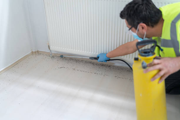 Trusted Spring Valley Lake, CA Pest Control Experts