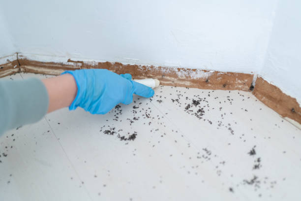 Best Termite Control Services  in Spring Valley Lake, CA